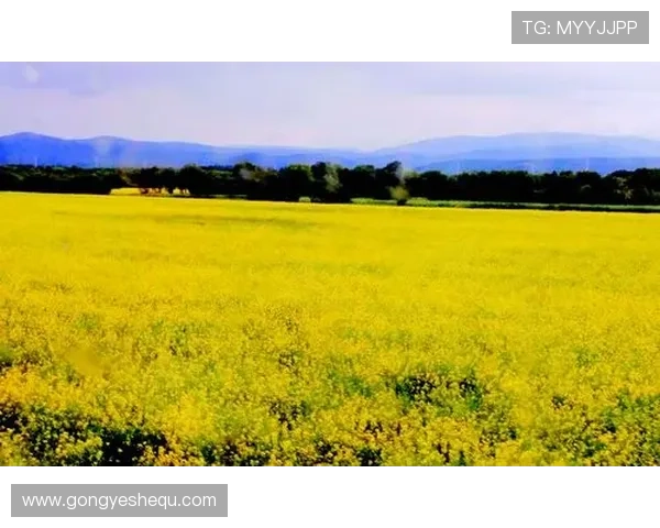 如何应对BG大游真人登录线路不一样导致的登录困难与解决方案详解