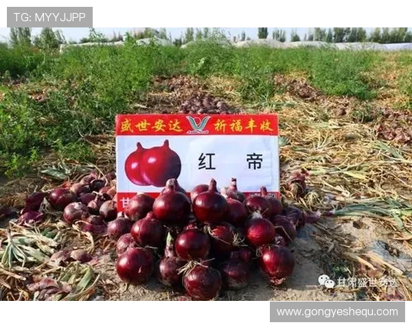 多宝真人不以道人:从游戏角度解析“真人不以道人”对玩家信任感的影响 多宝真人不以道人:从游戏角度解析“真人不以道人”对玩家信任感的影响